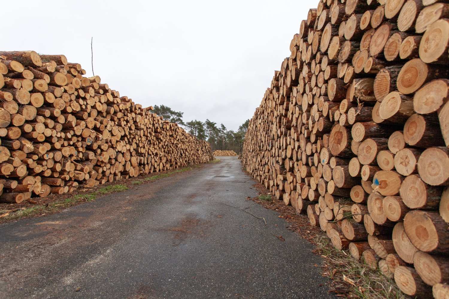 How To Boost Efficiency In Lumber Production With Newman Machine Company